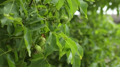 Volyn walnut, a green tree in summer, many leaves Stock Footage 245299256