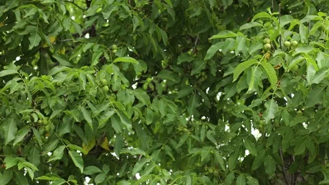 Volyn walnut, a green tree in summer, many leaves Stock Footage 245299264