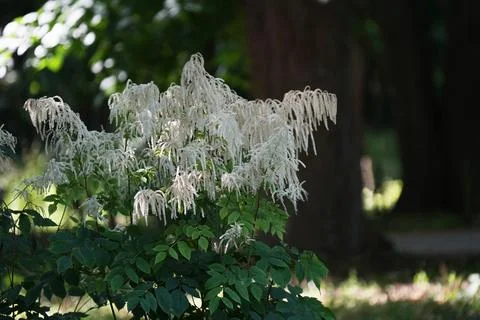 The Volzhanka dioecious , also know as the common sorceress flowering in su.. Stock Photos