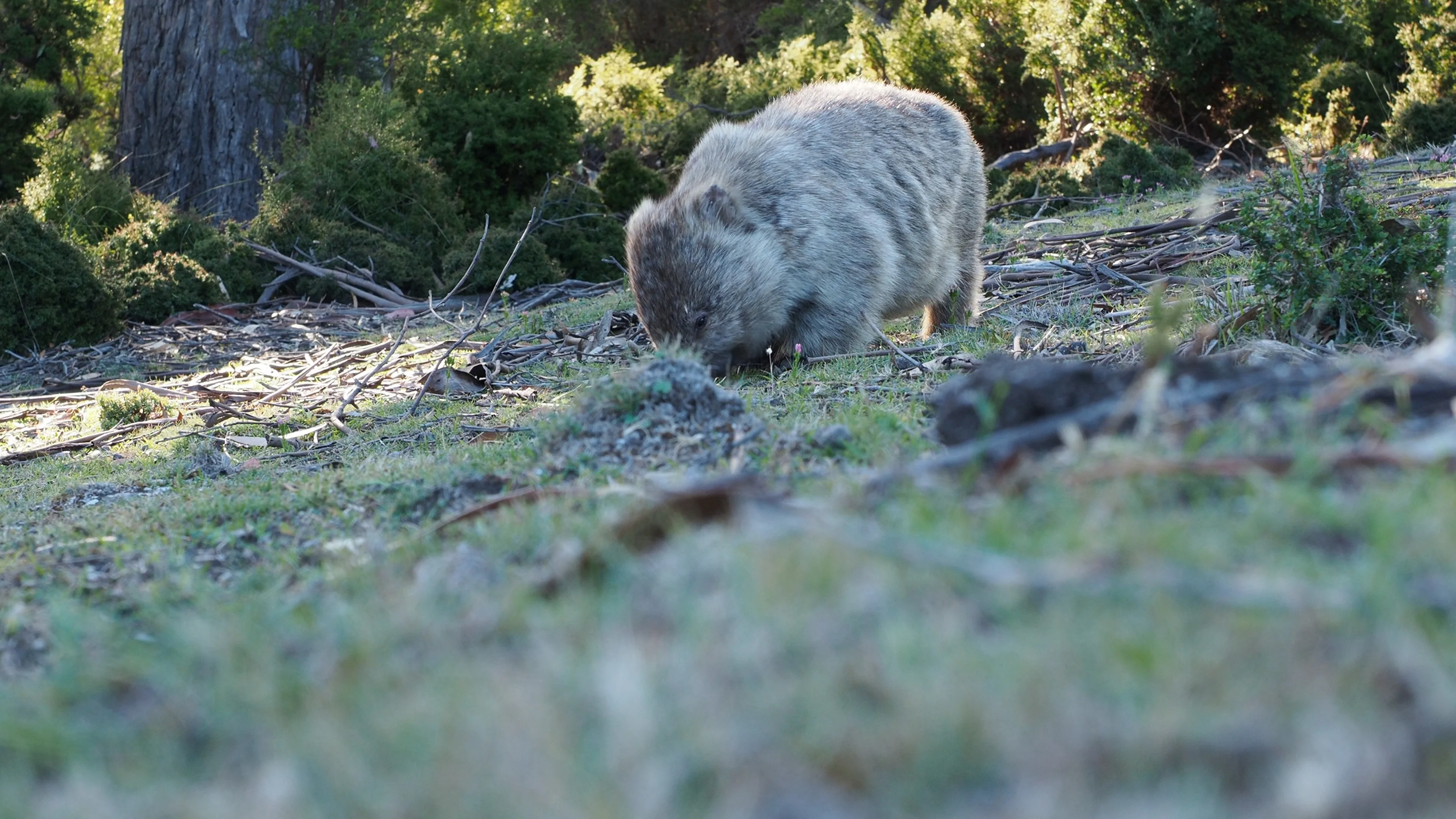 Vombatus Ursinus Common Wombat 04 Su Stock Video Pond5
