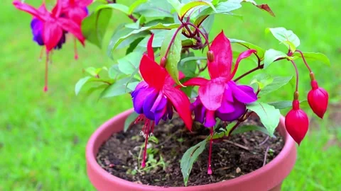 Voodoo fuchsia blooms in November, 2024 Stock Footage 321474053