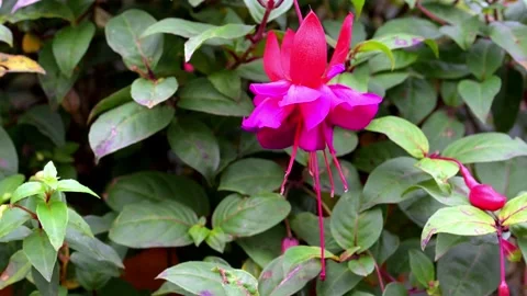 Voodoo Fuchsia bokeh Stock Footage 321474116