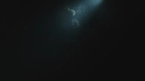 Voodoo witch under a spotlight Stock Footage 259902623