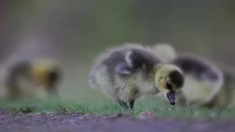 Voracious gosling feeds in the evening Stock Footage 334984579