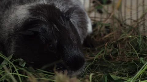.The voracious guinea pig actively nibbles on young shoots and tender leaves of  Video stock 278093778