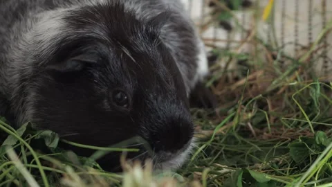 The voracious guinea pig actively nibbles on young shoots and tender leaves of g Vídeos de archivo 278093842