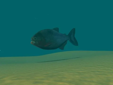 Voracious piranha swims in the Amazon Stock Illustration
