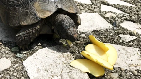 Voracious tortoise eating apple Vidéo 201509564