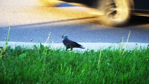 Voron4k Stock Footage 90993911