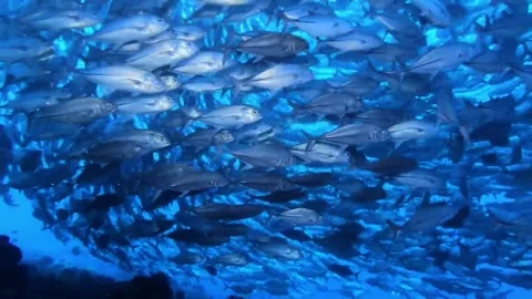 Vortex Of Schooling Trevally Close-Up Stock Footage 240464999