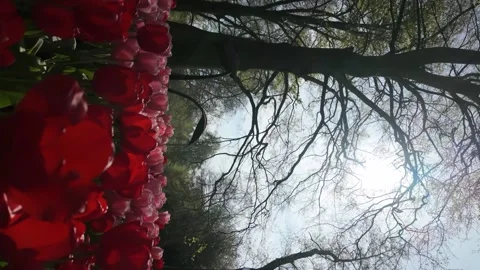Vortex shot of red tulips Video stock 313562044