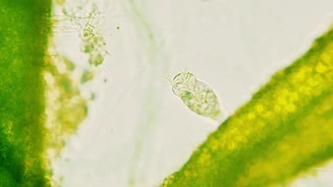 Vorticella attached to green algae branch. Making water flow with cilias and Stock Footage 219505032