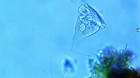 Vorticella: a ciliated protozoa under microscope - 400X magnification Stock Footage 302709149