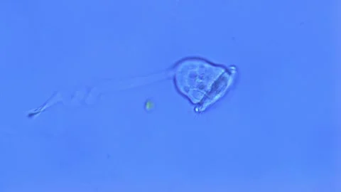 Vorticella retraction under microscope - 400X magnification Stock Footage 302709134