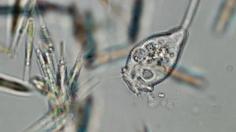 Vorticella sp. under brightfield microscopy at 100x Stock Footage 334062420