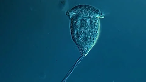 Vorticella under microscope view 400x 库存影片 306581173