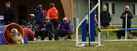 Voss Hundeklubb Agility trials May 6-7-2022 file # DSC 7487 Stock Footage 192361053