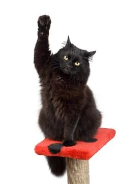 Voting black cat Stock Photos
