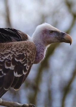 Voulture Stock Photos