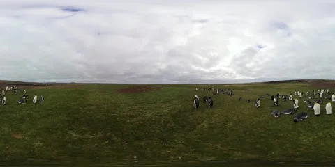 VR 360 video of king penguin colony on Falkland Island Stock Footage 277293483