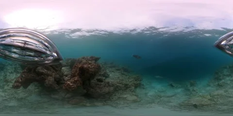 VR reef shark in the maldives Video stock 165218259