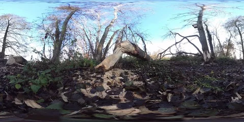 VR360, Alluvial forest on the river Stock Footage 120800691