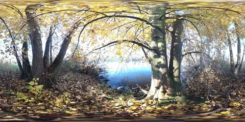 VR360, Alluvial forest on the river Stock Footage 120800785