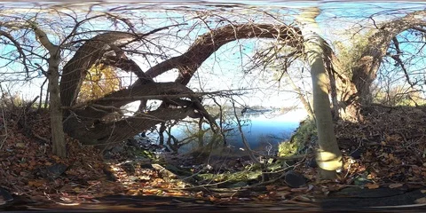 VR360, Alluvial forest on the river Stock Footage 120800845