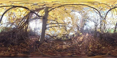 VR360, Alluvial forest on the river Stock Footage 120800888