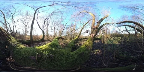 VR360, Alluvial forest on the river Stock Footage 120800931