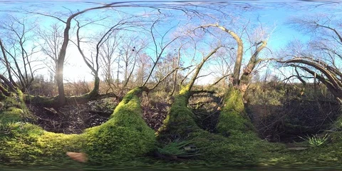 VR360, Alluvial forest on the river Stock Footage 120800972