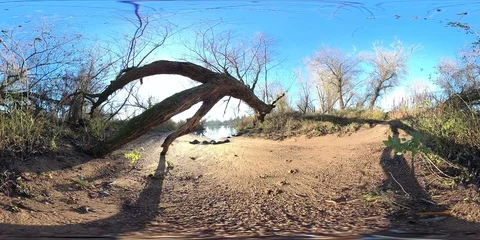 VR360, Alluvial forest on the river Stock Footage 120801000