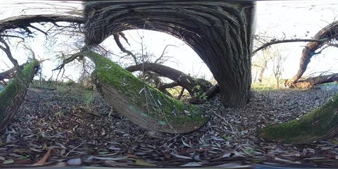VR360, Alluvial forest on the river Stock Footage 120801027