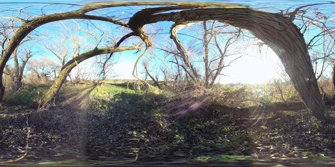 VR360, Alluvial forest on the river Stock Footage 120801059