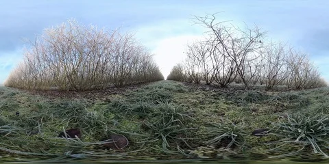 VR360, Aroniaplantation in winter Stock Footage 120935337