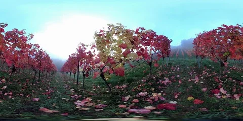 VR360, Autumn colouring in the vineyard, 360 VR, VR Stock Footage 118905409