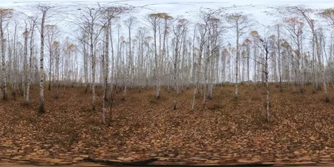 VR360 autumn forest tree on a clear day. View to the trees and bushes Vídeo Stock 296306641