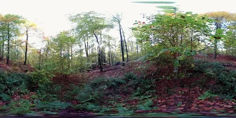 VR360, Beech forest with fern and leaf carpet in autumn, 360 VR, VR Stock Footage 119164641