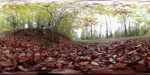 VR360, Beech forest with leaf carpet in autumn, 360 VR, VR Stock Footage 119164993