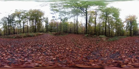 VR360, Decidous forest with leaf carpet, autumn, 360VR, VR Stock Footage 119073119