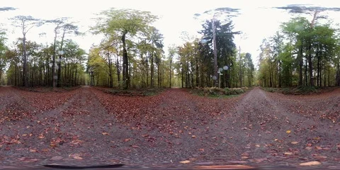 VR360, Decidous forest with leaf carpet, autumn, 360VR, VR Stock Footage 119073161