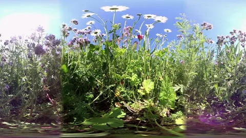 VR360, Flowering wildflower field for seed production, 360VR Stock Footage 130863928