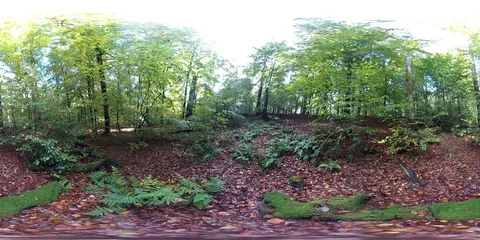 VR360, Forest with deadwood and mushrooms in autumn, 360 VR, VR Stock Footage 118852653