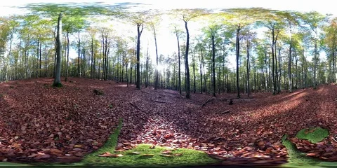 VR360, Forest with leaf carpet in autumn, dead wood, 360 VR, VR Stock Footage 118903007