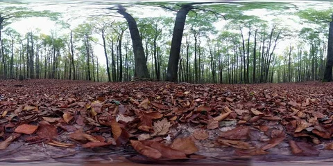 VR360, Forest with leaf carpet in autumn, 360 VR, VR Stock Footage 118910309