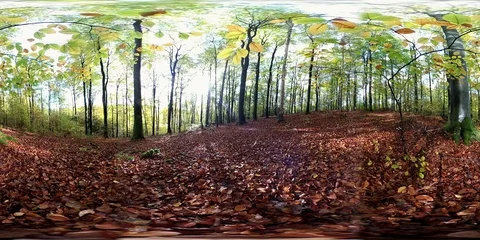 VR360, Forest with leaf carpet in autumn, 360 VR, VR Stock Footage 119164164