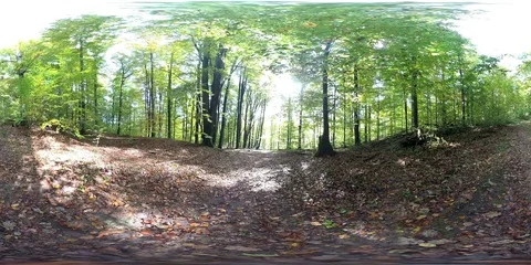 VR360, Forest with leaf fall in autumn, 360 VR, VR Stock Footage 118852332