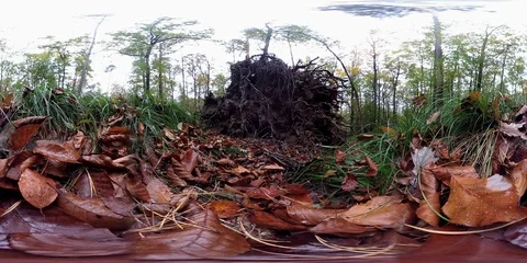 VR360, Forest with tree roots in autumn, 360 VR, VR Stock Footage 118910004
