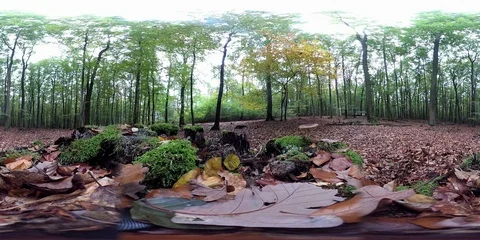 VR360, Forest with tree stump in autumn, 360 VR, VR Stock Footage 118902640