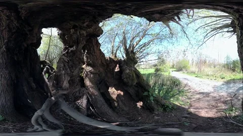 VR360, Gnarled pollarded willow in the nature park, salix Video stock 153748186